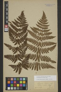 BREM_0005142 | Dryopteris carthusiana, Gewöhnlicher Dornfarn | Blatt (Wedel)
