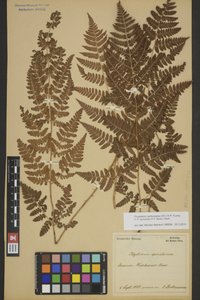 BREM_0005147 | Dryopteris carthusiana, Gewöhnlicher Dornfarn | Blatt (Wedel)