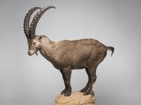 UMB_0002016 | Capra ibex, Alpensteinbock | Fell