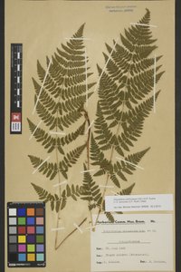 BREM_0005157 | Dryopteris carthusiana, Gewöhnlicher Dornfarn | Blatt (Wedel)