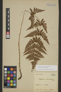 BREM_0005164 | Dryopteris carthusiana, Gewöhnlicher Dornfarn | Blatt (Wedel)