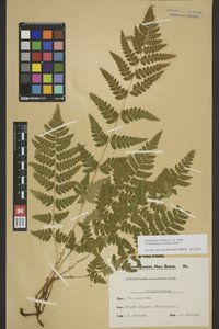 BREM_0005225 | Dryopteris cristata, Kamm-Wurmfarn | Blatt (Wedel)
