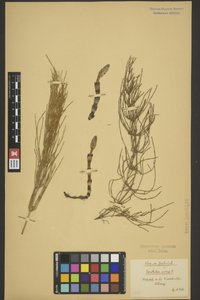 BREM_0005283 | Equisetum arvense, Acker-Schachtelhalm | Spross