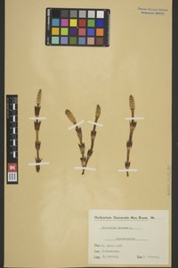 BREM_0005288 | Equisetum arvense, Acker-Schachtelhalm | Spross