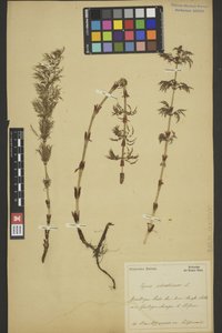 BREM_0005470 | Equisetum sylvaticum, Wald-Schachtelhalm | Spross