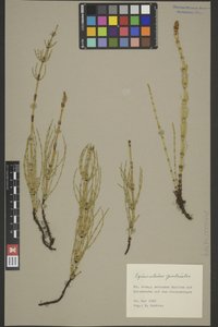 BREM_0005448 | Equisetum palustre, Sumpf-Schachtelhalm | Spross