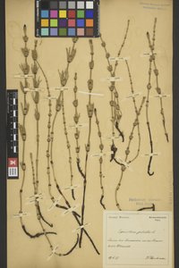 BREM_0005432 | Equisetum palustre, Sumpf-Schachtelhalm | ganze Pflanze