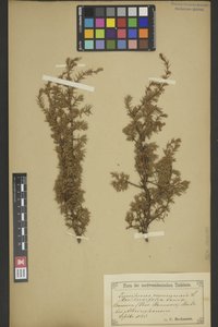 BREM_0006055 | Juniperus communis, Gemeiner Wacholder | Zweig mit Blättern
