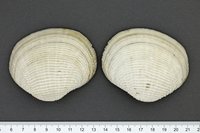UMB_0001779 | Fimbria fimbriata, eine Mondmuschel | Schale (Klappenpaar)