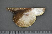 UMB_0001713 | Pteria colymbus, Atlantik-Flügelmuschel | Schale (rechte Klappe)