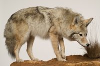 UMB_0002006 | Canis latrans, Koyote | Fell