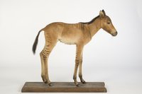 UMB_0002013 | Equus chapmani x caballus, Zebroid | Fell